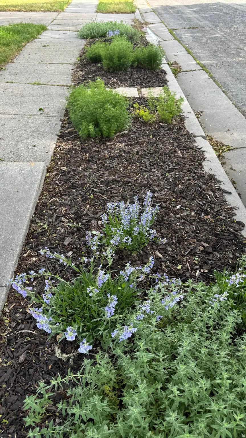 Landscaping strip featuring bark mulch, established green foliage, and flowering plants with light purple blooms