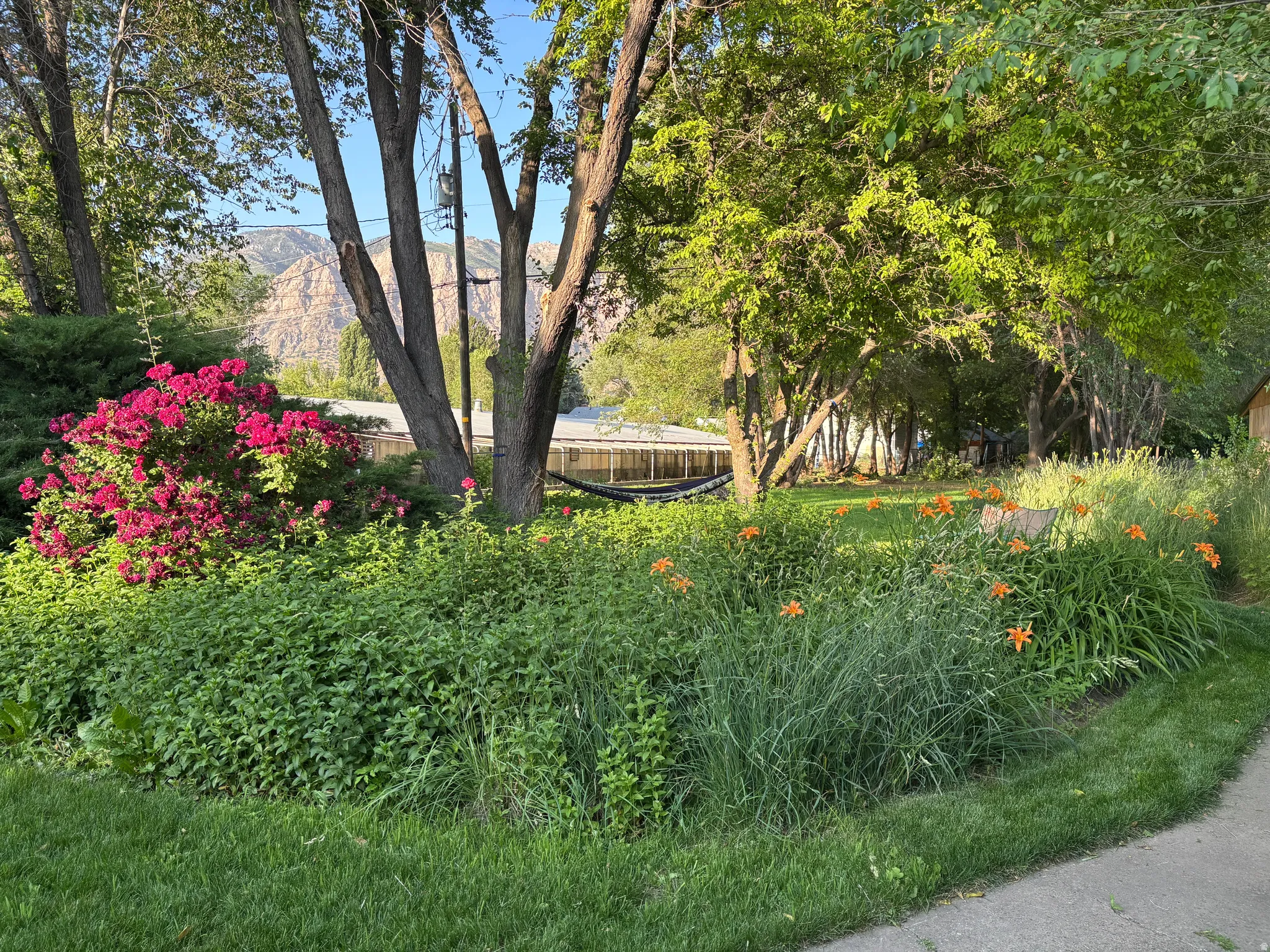 Lush landscaping featuring vibrant pink flowering shrubs, mature trees, and a hammock