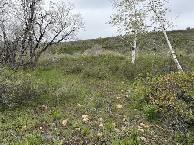 Sloping natural landscape featuring varied green foliage, exposed earth, and scattered rocks