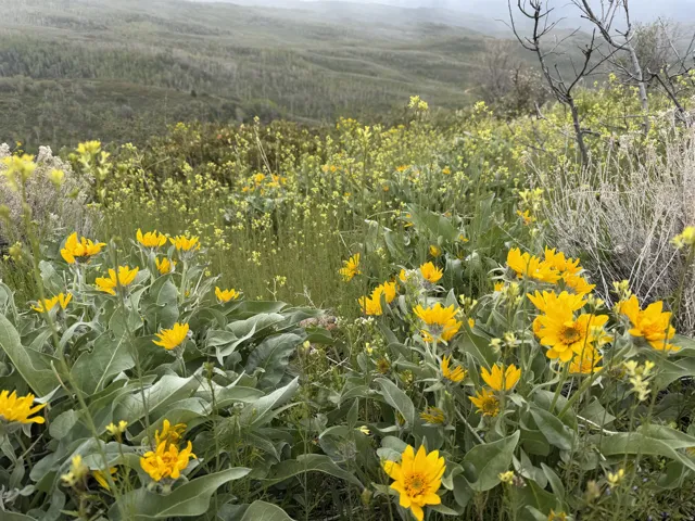 Hillside property featuring abundant yellow blossoms and green foliage