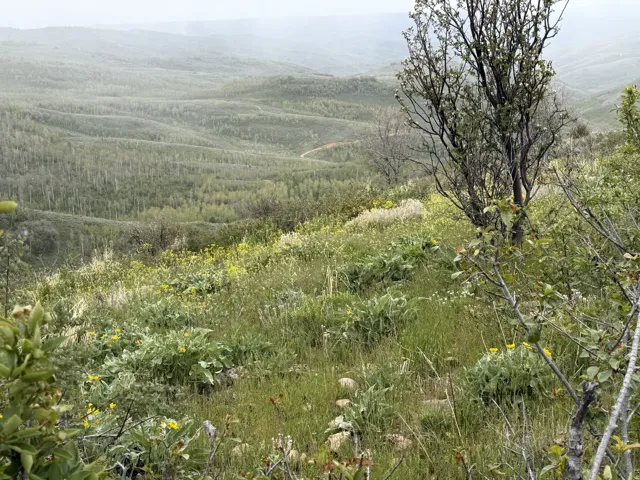 Expansive hillside property featuring diverse foliage, distant rolling hills, and a winding dirt path