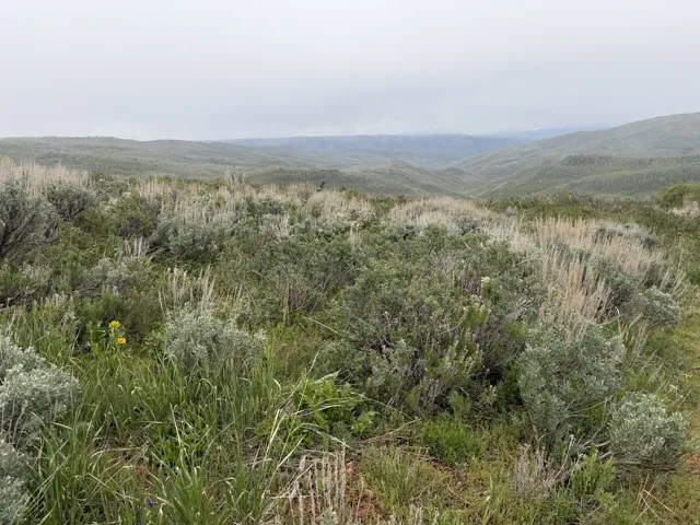 Expansive undeveloped land featuring diverse natural vegetation and rolling hills