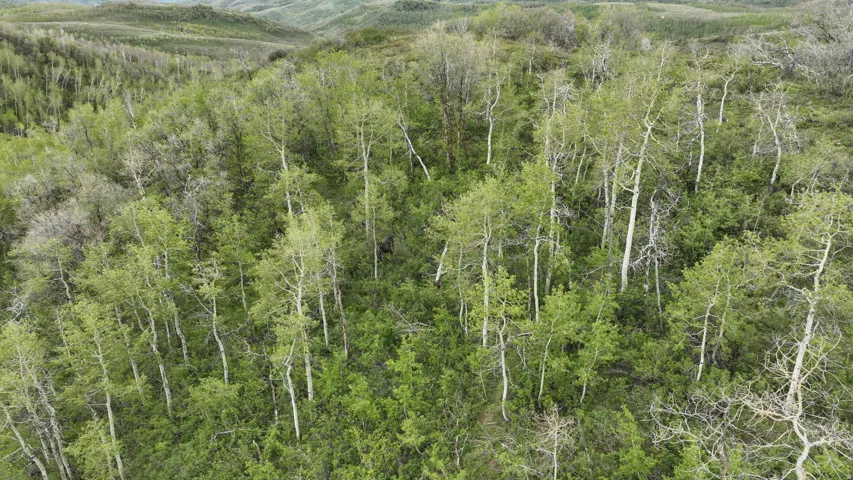 Wooded acreage featuring a diverse canopy of mature trees and varied undergrowth