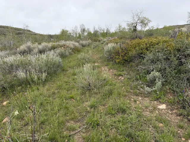 Expansive natural landscape featuring varied vegetation, including sagebrush and green grasses