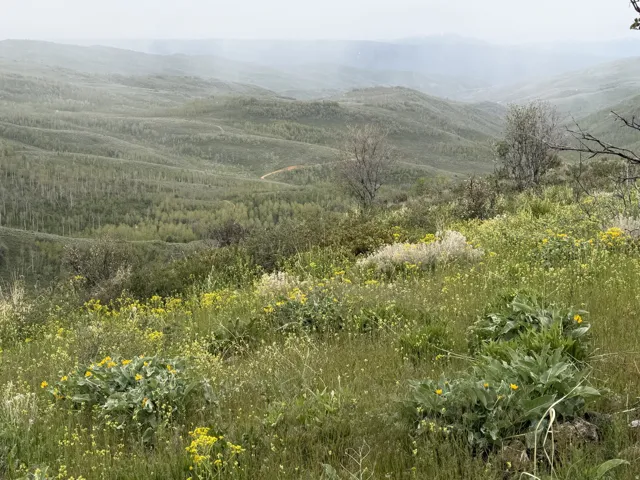 Expansive natural landscape featuring rolling hills and abundant green foliage