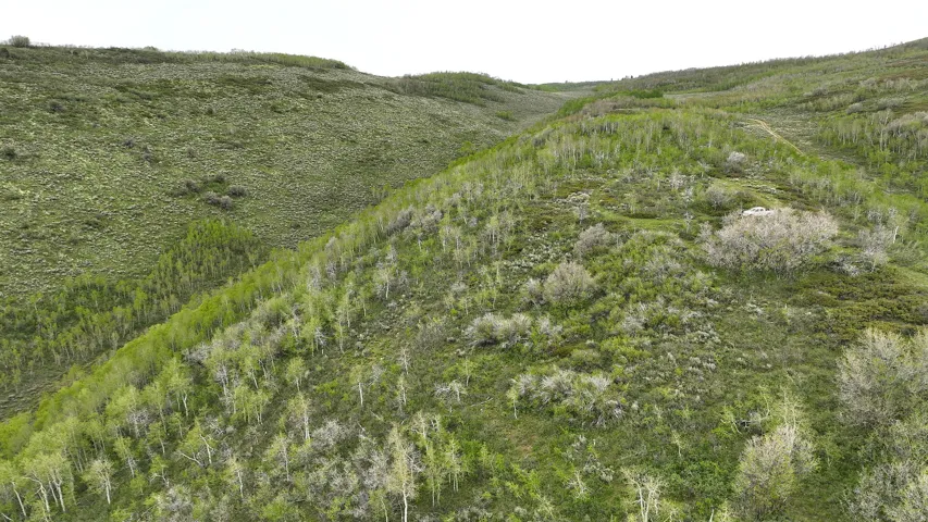 Elevated terrain featuring varied green foliage and scattered trees