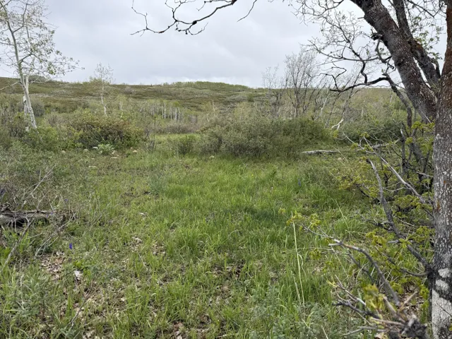 Expansive open field with natural vegetation and distant rolling hills