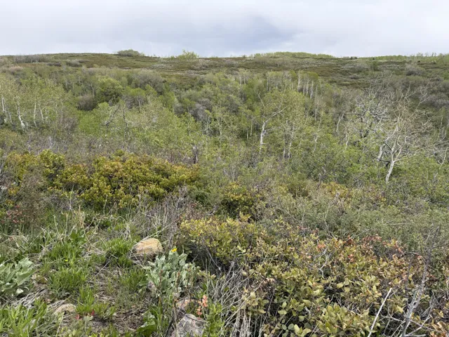 Expansive natural landscape featuring diverse foliage and a gradual incline