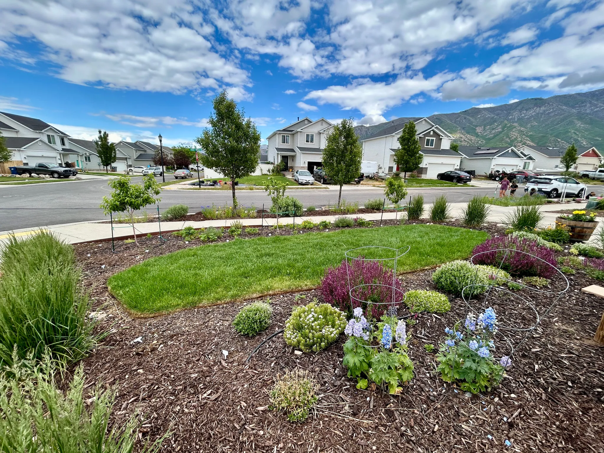 Landscaped front yard featuring vibrant ground cover, flowering plants, and a manicured lawn