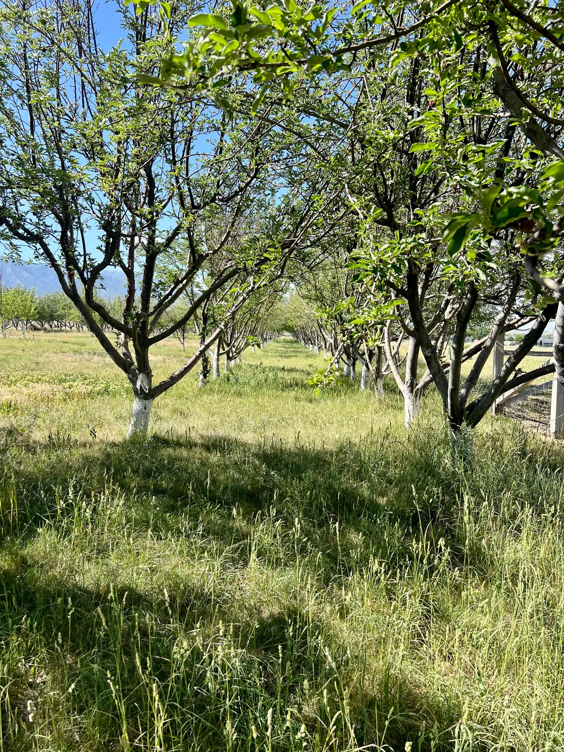 Orchard rows with mature trees and green foliage
