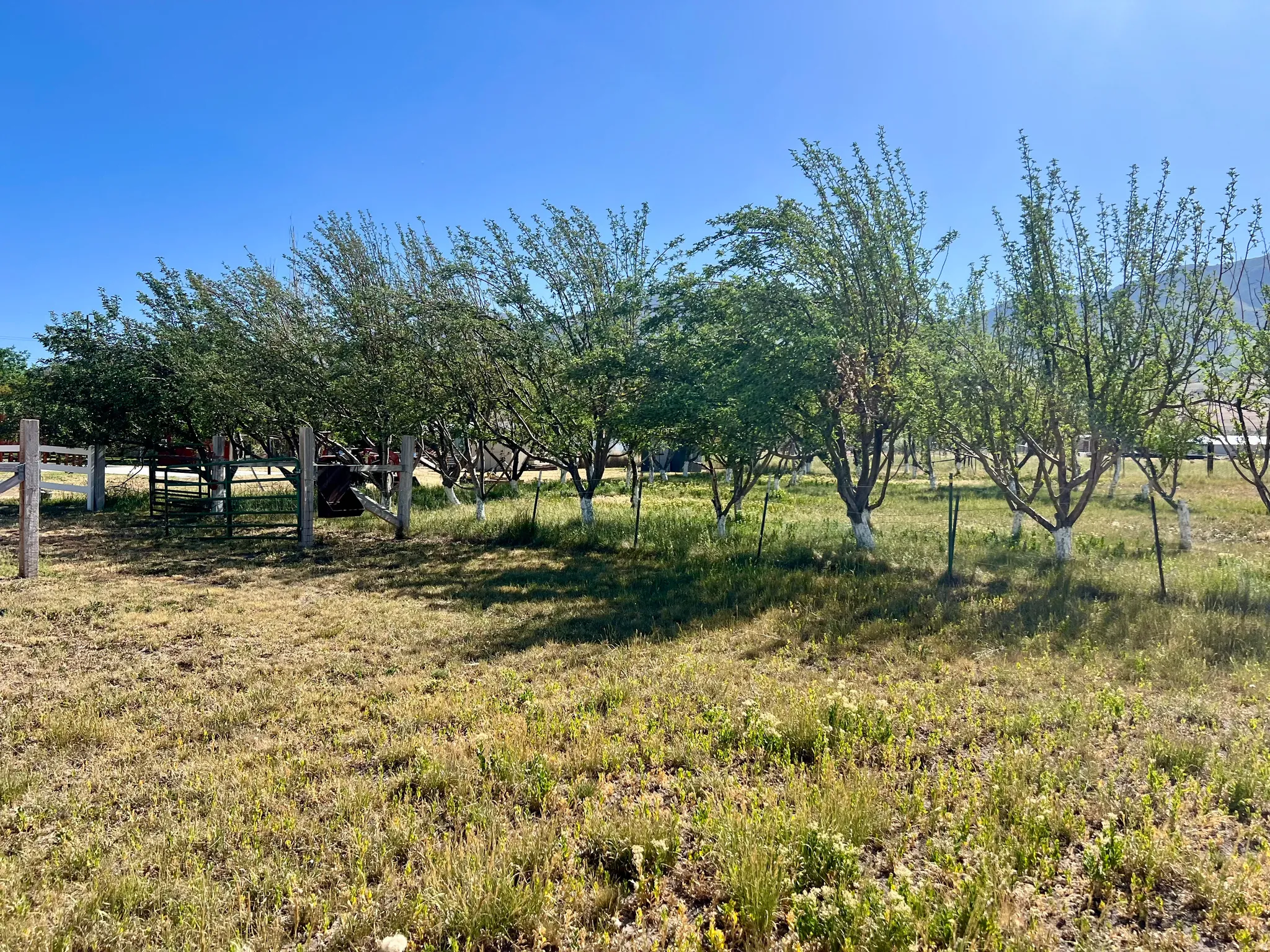 Expansive outdoor space featuring a row of mature trees, natural ground cover, and a partial wooden fence