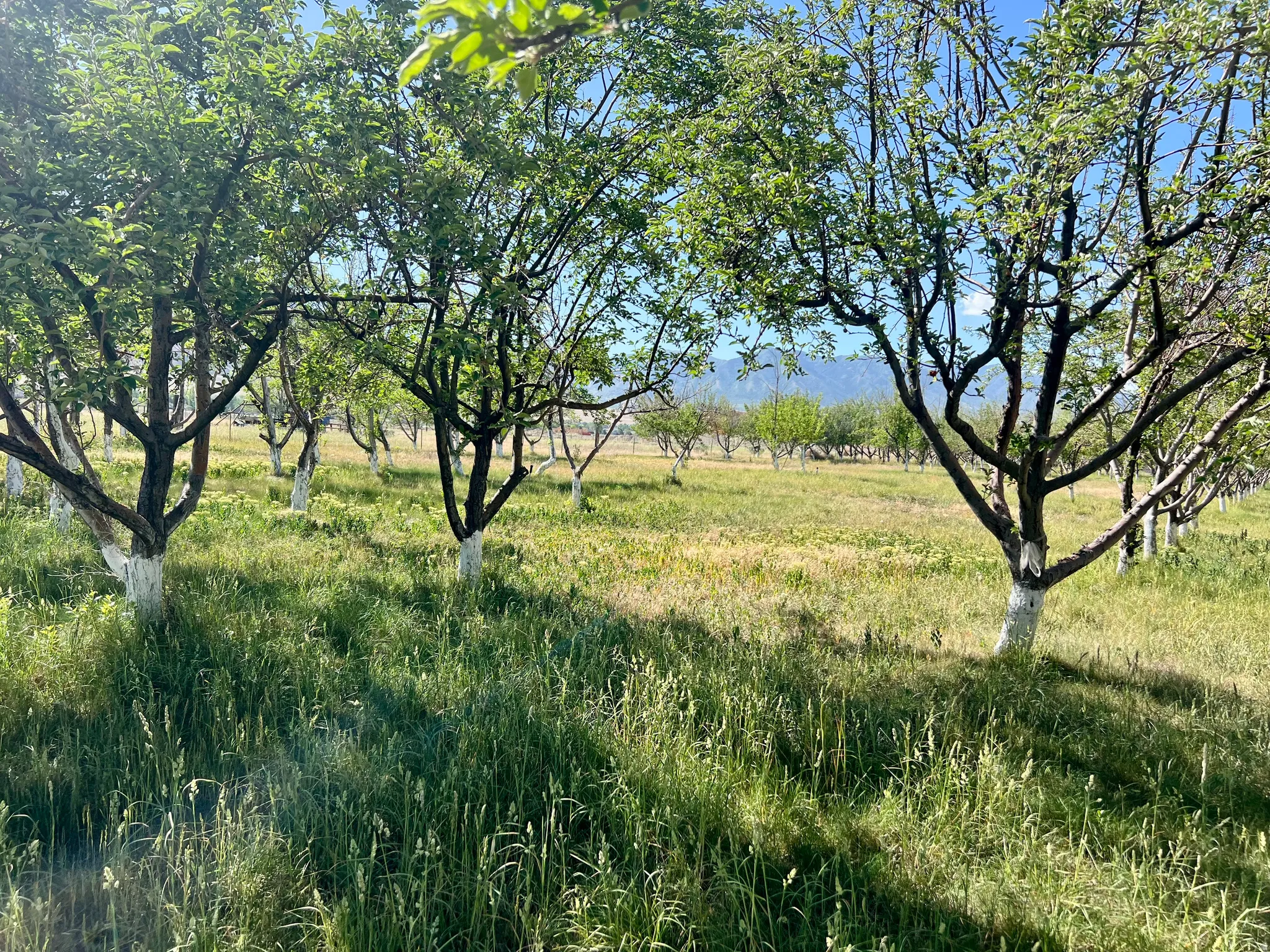 Orchard setting with mature trees and a distant mountain backdrop