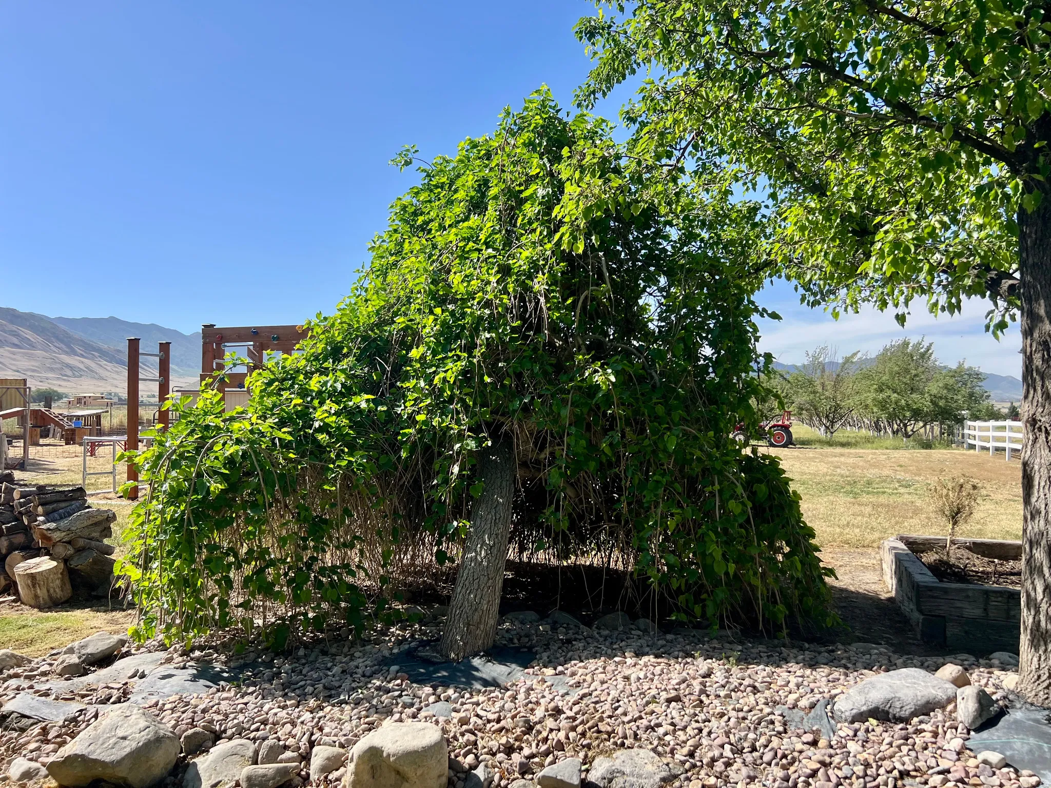 Mature weeping tree providing natural shade