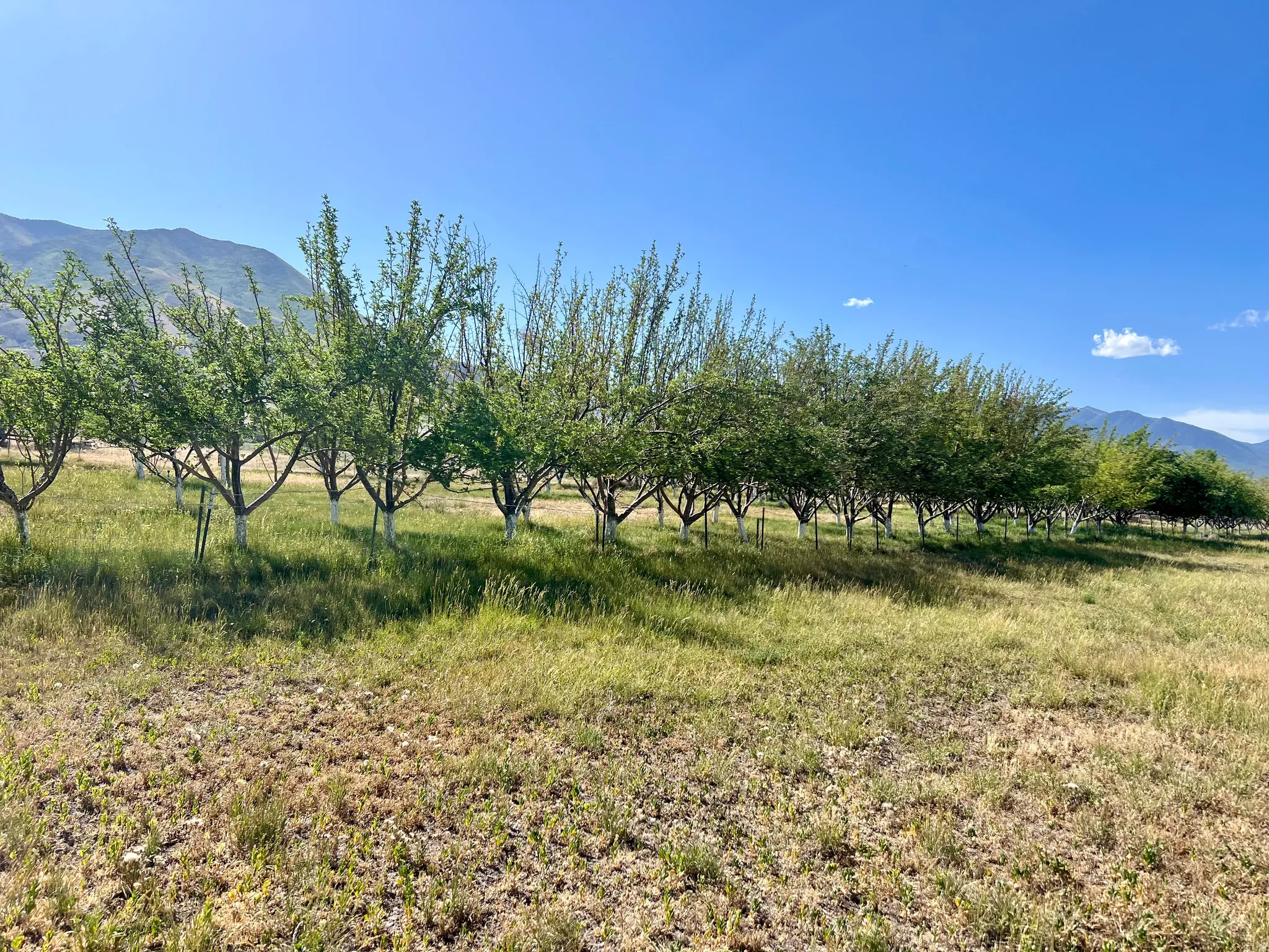 Expansive orchard featuring rows of mature fruit trees, verdant foliage, and mountainous backdrop