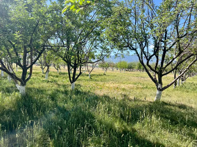 Orchard setting with mature trees and a distant mountain backdrop