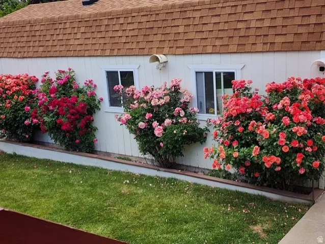 White siding exterior with a brown shingled roof, featuring multiple rose bushes in various shades of red and pink