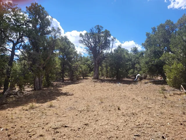 Natural landscape featuring a mix of mature trees and open, undeveloped ground
