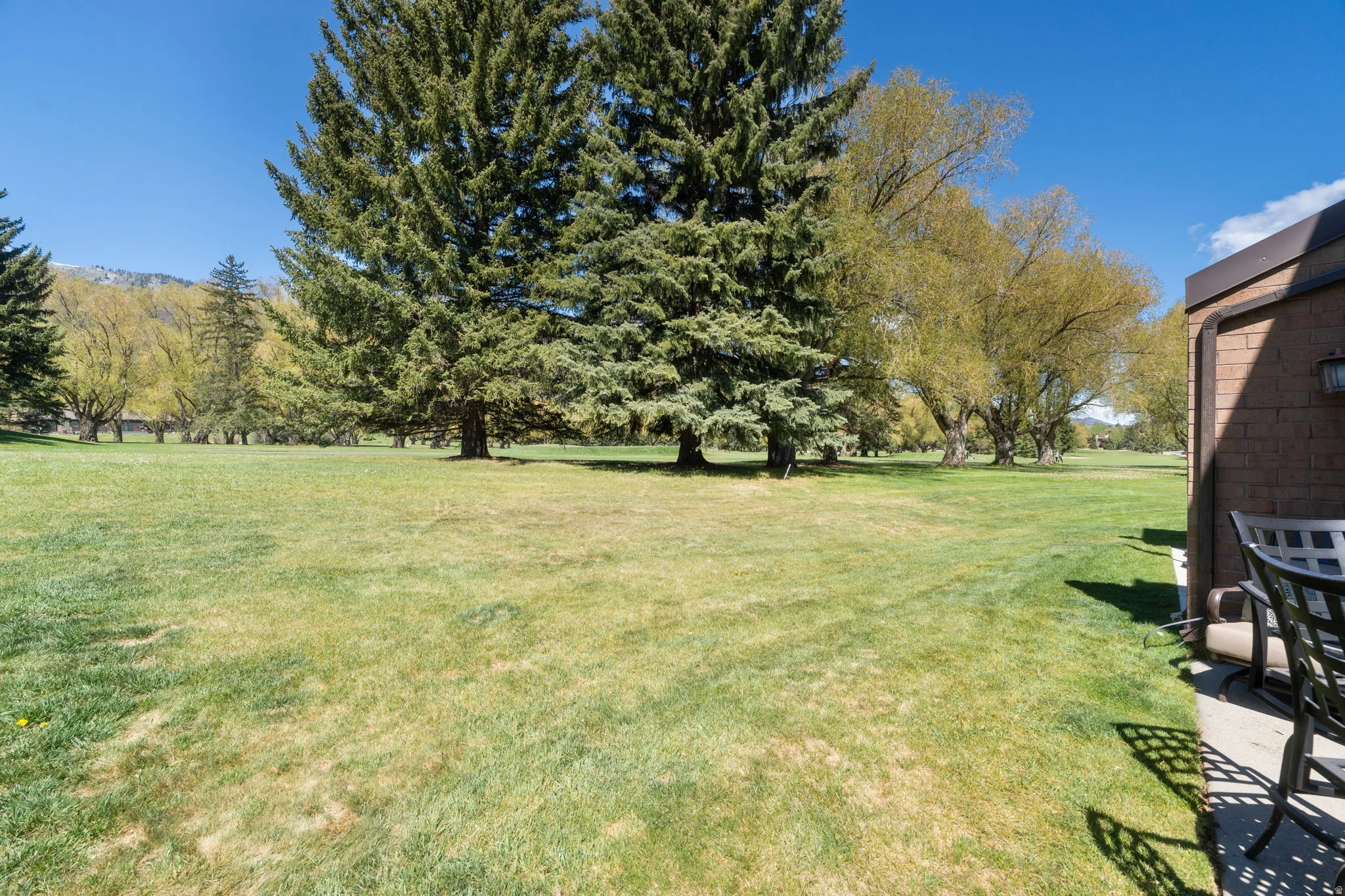 Expansive lawn area featuring mature evergreen trees and additional deciduous trees in the distance