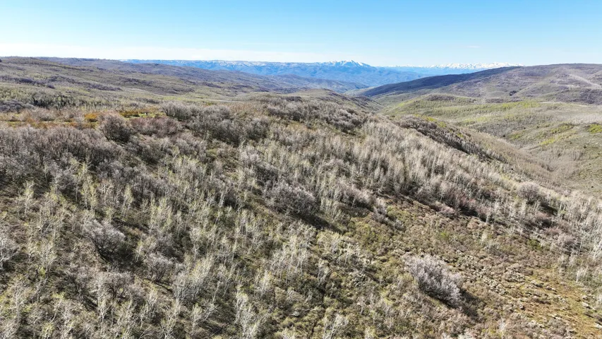 Expansive acreage featuring dense natural tree coverage and distant snow-capped mountains under a clear sky