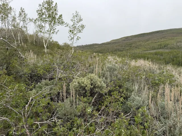 Expansive hillside property featuring mature trees and natural vegetation