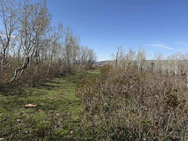 Expansive natural landscape featuring a clear path through varied foliage