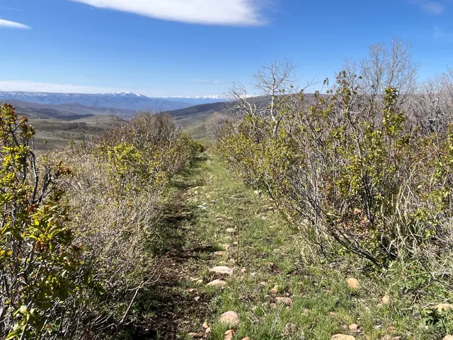 Grassy path bordered by natural vegetation, leading towards distant mountains with snow-capped peaks