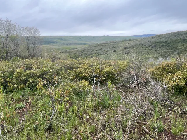Expansive natural landscape featuring rolling hills, varied green foliage, and distant treelines