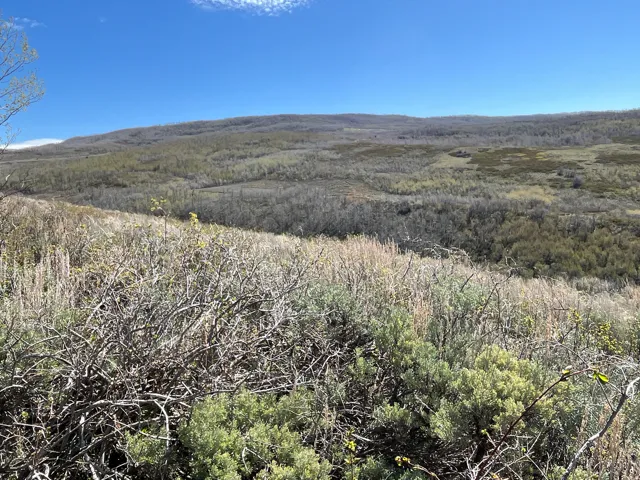 Expansive natural terrain featuring diverse vegetation and distant rolling hills under a bright blue sky
