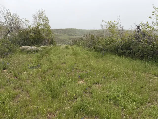Expansive undeveloped land featuring a natural grass pathway, mature trees, and distant rolling hills