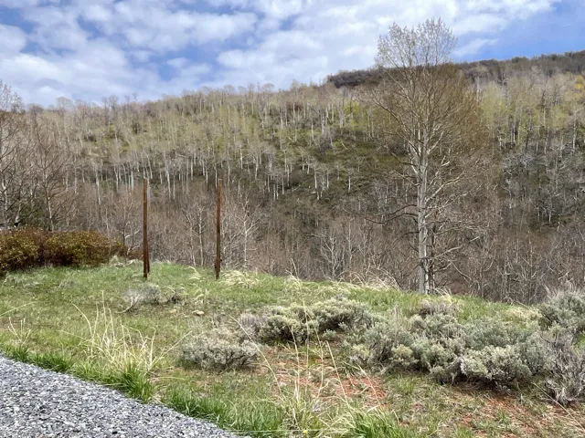 Expansive lot with a natural, varied terrain, featuring an upper hillside of deciduous trees and a lower area with green grasses and sagebrush
