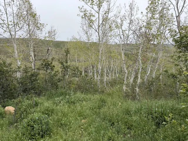 Expansive natural landscape with mature trees and varied foliage