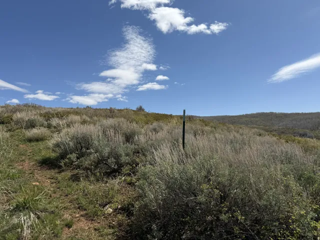 Expansive open land featuring diverse natural vegetation and a distant tree line