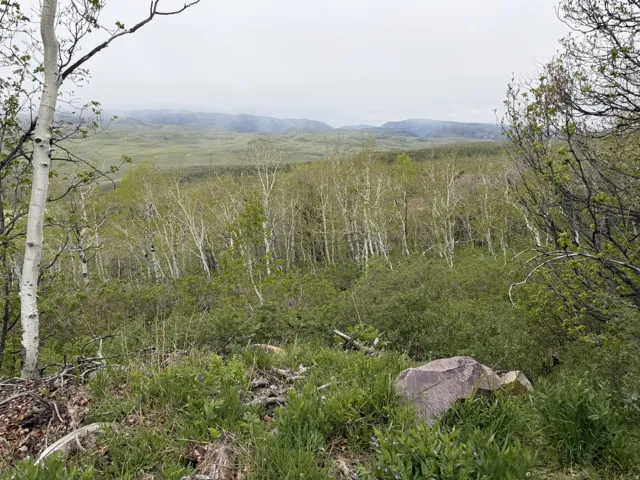 Wooded terrain featuring a stand of mature deciduous trees with light-colored bark