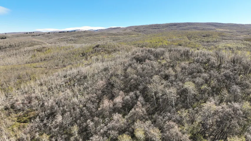 Expansive undeveloped land featuring diverse tree coverage and rolling topography under a clear sky