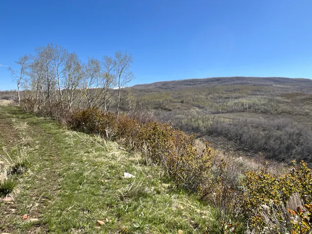 Expansive natural landscape with a clear blue sky, featuring a dirt path and a stand of slender trees with light-colored bark