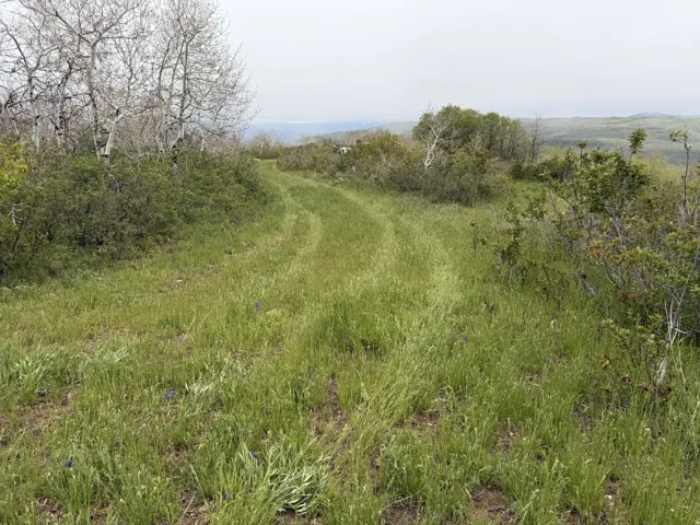 Expansive natural terrain featuring a winding grass track, diverse ground cover, and scattered deciduous trees