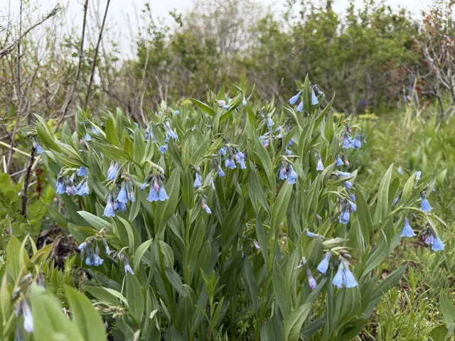 Lush perennial landscaping featuring vibrant blue-purple bell-shaped blossoms and verdant foliage