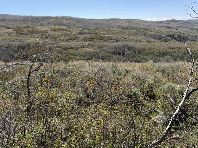 Expansive natural landscape featuring rolling hills, varied foliage, and clear skies