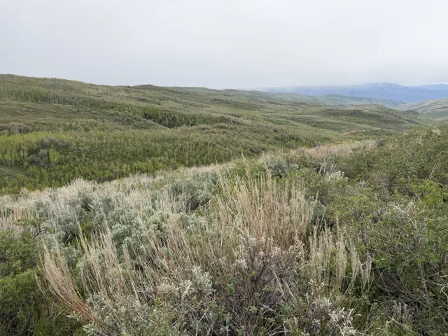 Rolling hills covered in diverse foliage, including scattered trees and dense brush