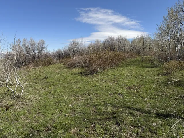 Expansive undeveloped land featuring natural terrain and a diverse tree line