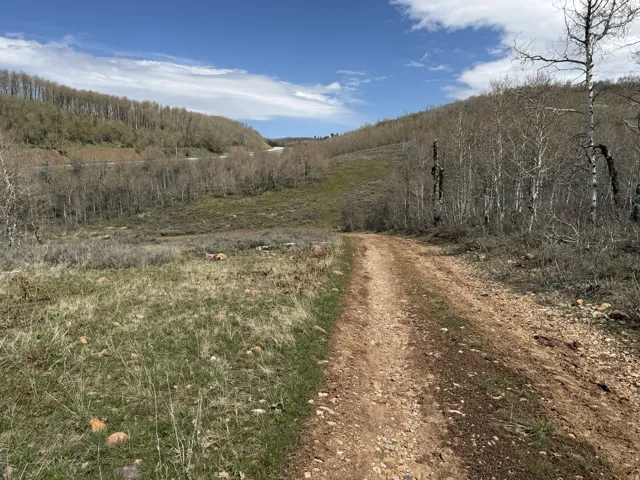 Dirt road winding through a natural landscape featuring a mix of mature and young trees, a grassy hillside, and distant mountainous terrain