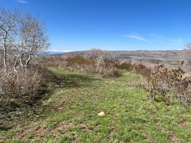 Expansive grassy terrain featuring scattered trees and shrubs