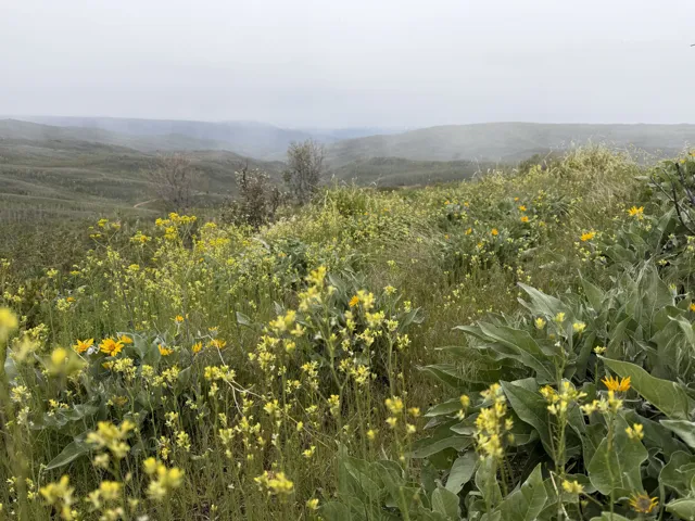 Expansive landscape featuring rolling hills and abundant natural vegetation