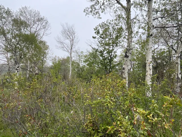 Mature woodland setting featuring a mix of deciduous trees, including several birch trees with prominent white bark