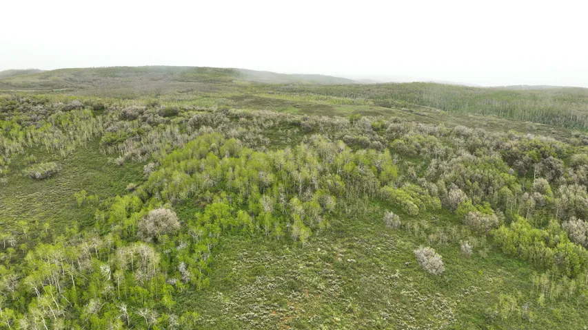 Expansive natural landscape featuring rolling hills and varied tree cover