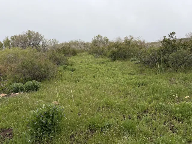 Expansive natural landscape featuring varied green foliage and an undeveloped terrain