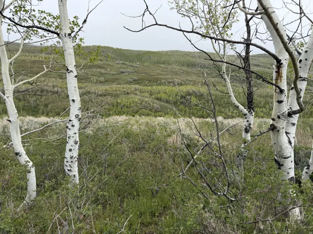 Natural landscape featuring multiple white-barked trees, varied green foliage, and distant rolling hills