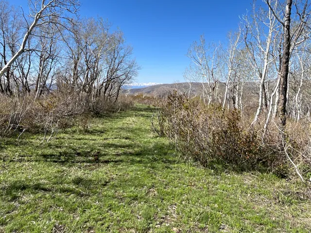 Expansive natural landscape featuring a central grassy path, mature deciduous trees, and distant mountain ranges