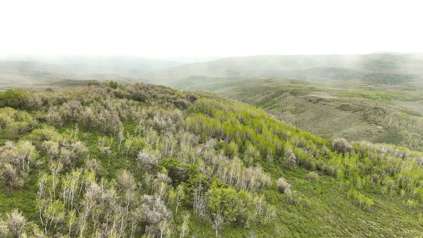 Expansive hillside property featuring diverse tree cover, including deciduous and evergreen varieties, surrounded by undulating terrain
