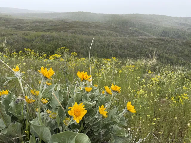 Expansive natural landscape featuring a foreground of yellow wildflowers and green foliage, with rolling hills covered in dense forest in the background